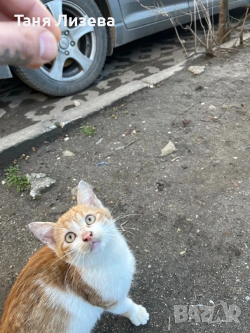 Подарявам малко котенце, снимка 2 - Други - 53507249