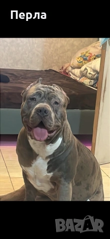 Американско Були ХЛ за разплод, снимка 2 - Други - 48276659