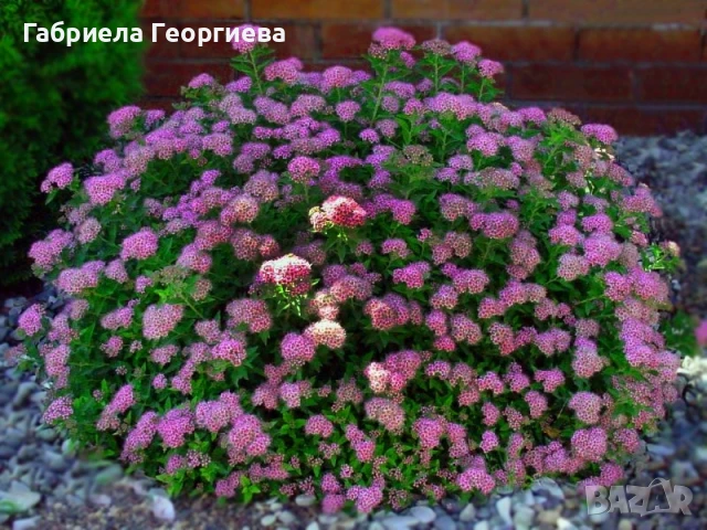 Спирея японика , снимка 3 - Градински цветя и растения - 50608840
