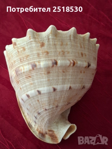 Голяма раковина , снимка 3 - Други - 52800434