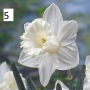 Нарциси 5вида, снимка 5