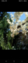 палма юка два вида, снимка 1 - Градински цветя и растения - 45026142