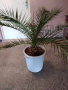 Финикова палма, снимка 2