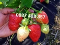 Продавам разсад ягоди , снимка 12