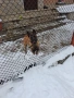 Белгийска овчарка 6м., снимка 1
