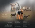 Уелски Териер welsh terrier , снимка 1