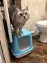 Подарявам Английски късокосмет котарак, снимка 3