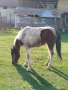 Продавам женско конче на година и десет месеца , снимка 2