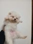 Mini Pomeran, снимка 4