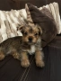 Продавам Йорки, снимка 1