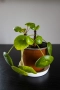 🌿 Китайска паричка (Pilea peperomioides) – 3 растения в саксия 🌿, снимка 1