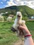 Пилета Копринки, снимка 1 - Кокошки и пуйки - 45596597