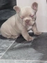 Френски булдог, снимка 2