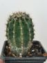 кактус ехинопсис , снимка 1 - Стайни растения - 45618476