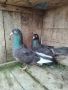 Продавам гълъби на въртене , снимка 1 - Гълъби - 37203652