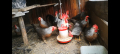 Разплодни яйца , снимка 1 - Кокошки и пуйки - 44958304