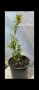 Нар студоустойчив многогодишен, снимка 1 - Градински цветя и растения - 42040220
