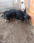 Продавам немски овчарки на 45 дена, снимка 3
