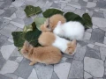 морски свинчета и мини зайчета., снимка 6