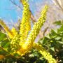 Махония, Mahonia japonica , снимка 11