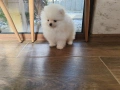 Померан мини мини , снимка 6