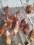 кокошки носачки , снимка 1 - Кокошки и пуйки - 38846795