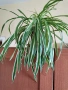 хлорофитум , снимка 1