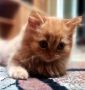 Персийско котенце, снимка 4