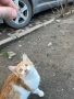 Подарявам малко котенце, снимка 2