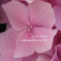 Хортензия - Феерия от цветове в сенките , снимка 3 - Градински цветя и растения - 46205849