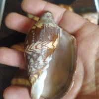 Рядка океанска раковина морски охлюв мида рапан Cymbiola nobilis, снимка 4 - Декорация за дома - 45447761
