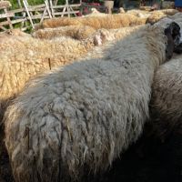 Продавам Дебели ялови овце, снимка 2 - Овце - 45901579