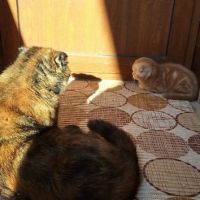 шотландски клепоухи котенца , снимка 7 - Други - 45570080
