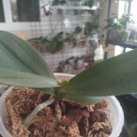 Орхидея , снимка 3 - Стайни растения - 44984750
