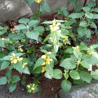 Жълта мъртва коприва, снимка 1 - Градински цветя и растения - 44989910