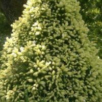 Пицея Дейзи, Picea glauca 'Daisy's White', снимка 4 - Градински цветя и растения - 45407305