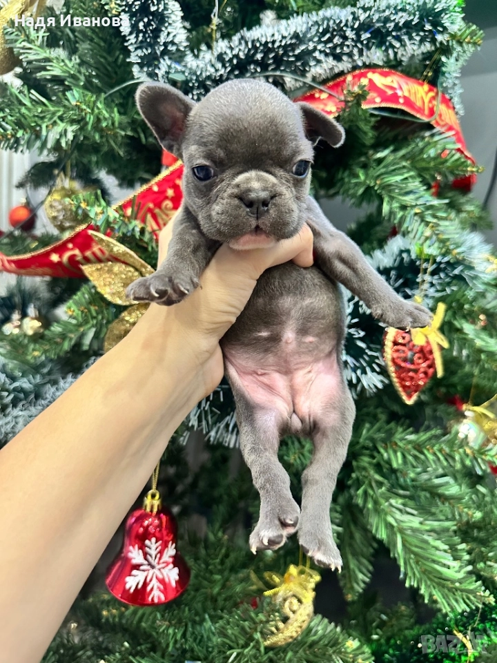 Френски белдочета, снимка 1