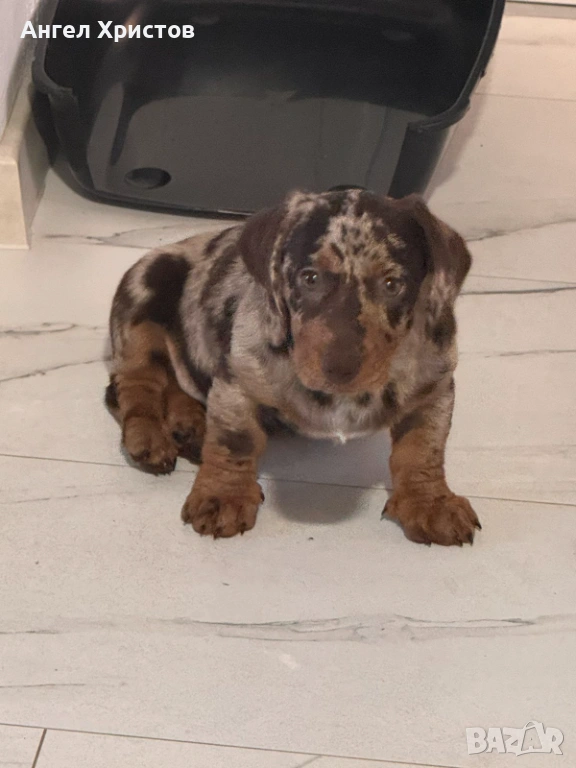 Продавам Мраморен Дакел, снимка 1