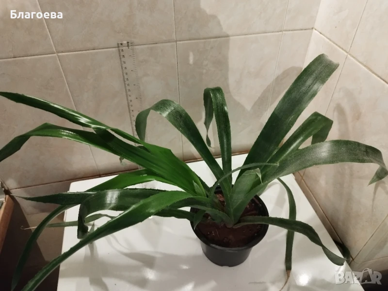 Билбергия червена, снимка 1