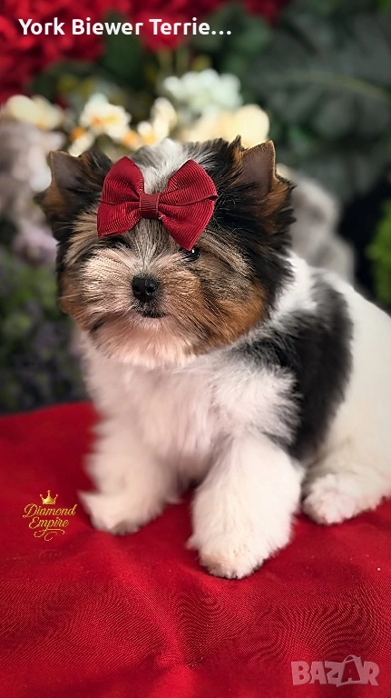 Йоркширски Териер! Малка госпожица Baby face с  родословие!, снимка 1