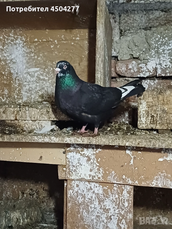 Свободни гълъби, снимка 1