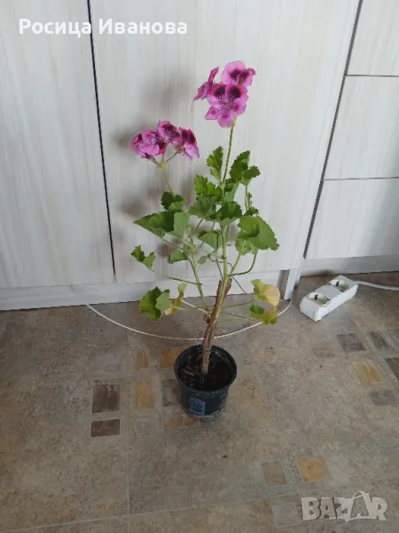 английско мушкато , снимка 1