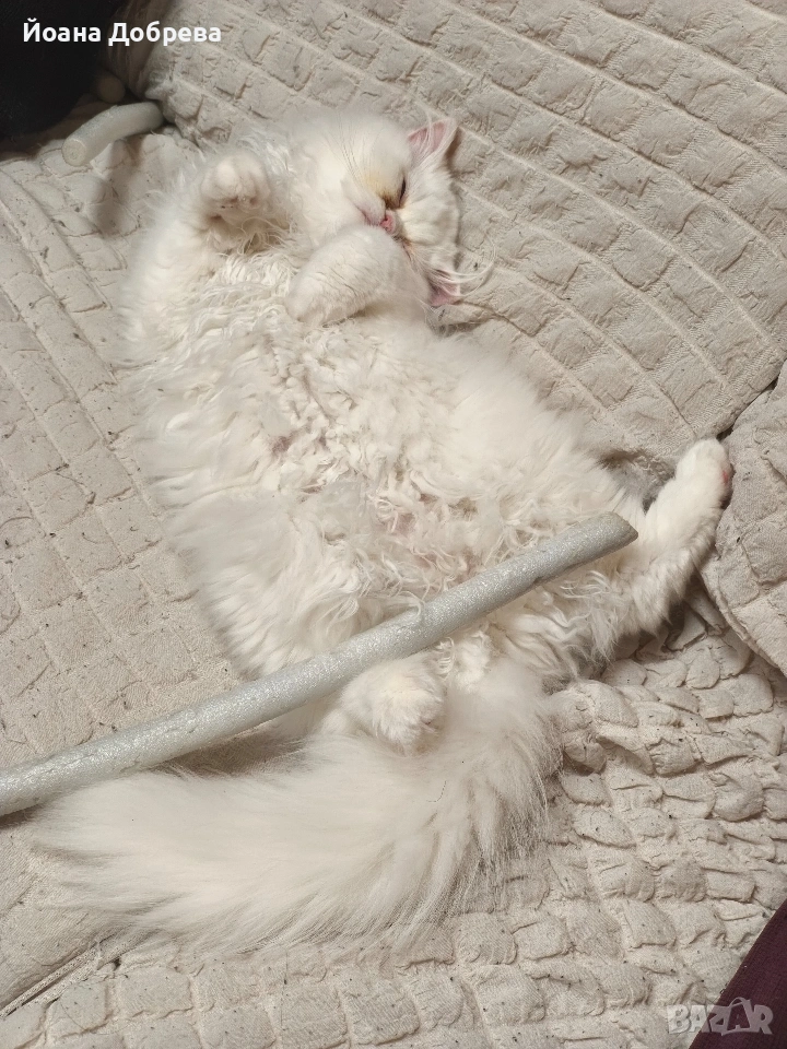 Породисти пухкави персийски котета, снимка 1