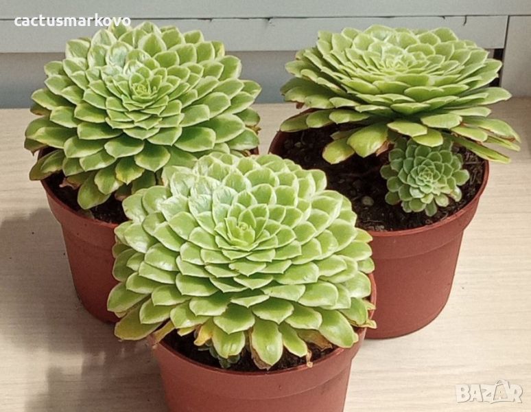 Aeonium tabuliforme f. variegata , снимка 1