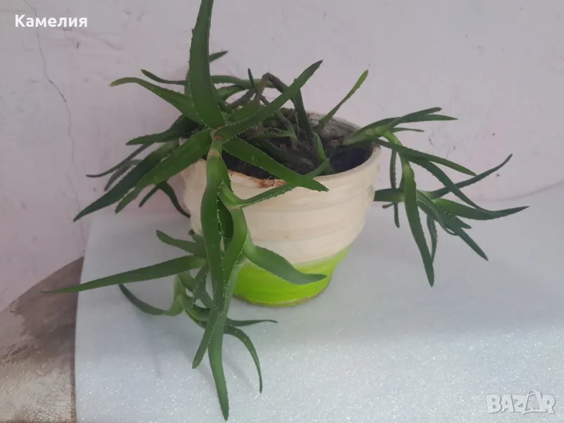 Алое в саксия, снимка 1