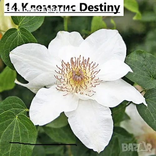 Клематис - 28 различни сорта , снимка 1