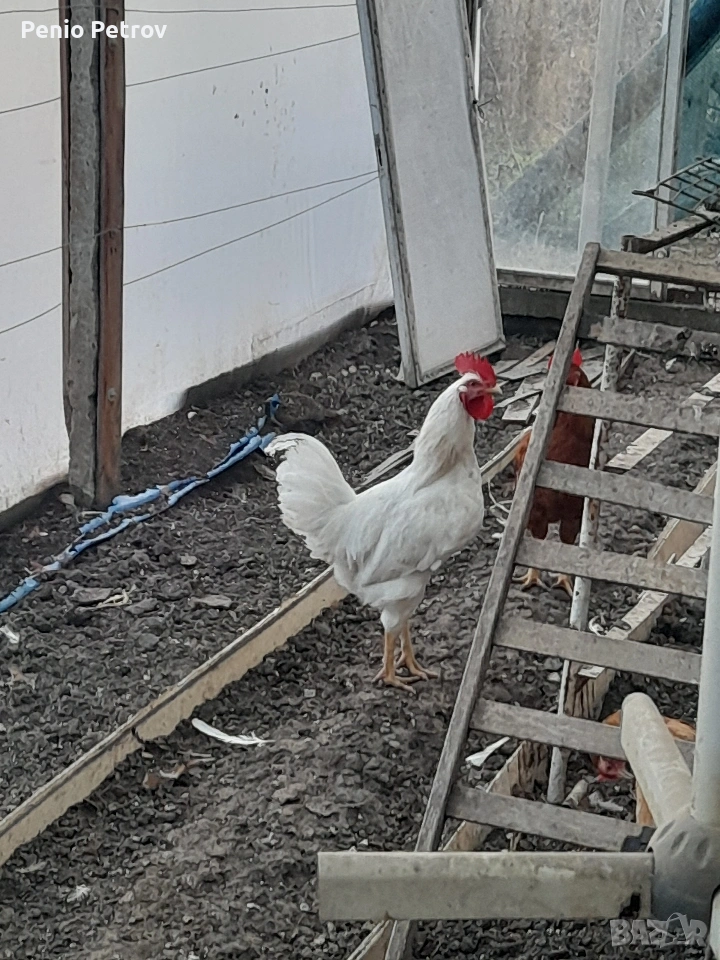 Петлета за петльов ден , снимка 1