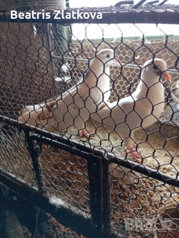 продавам гълъби, снимка 10 - Гълъби - 53924309