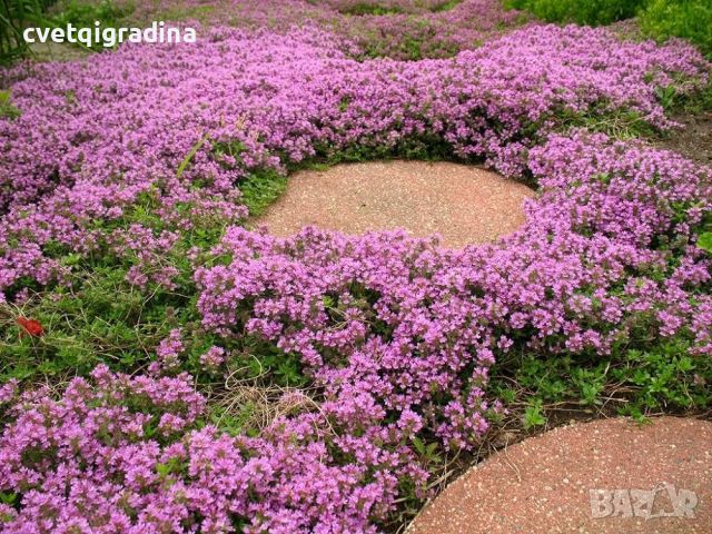 Thymus serpyllum Shepherds(Пълзяща мащерка), снимка 2 - Градински цветя и растения - 46113489