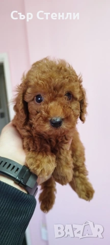 ТОЙ ПУДЕЛ 5 момчета, снимка 6 - Пудели - 53799744